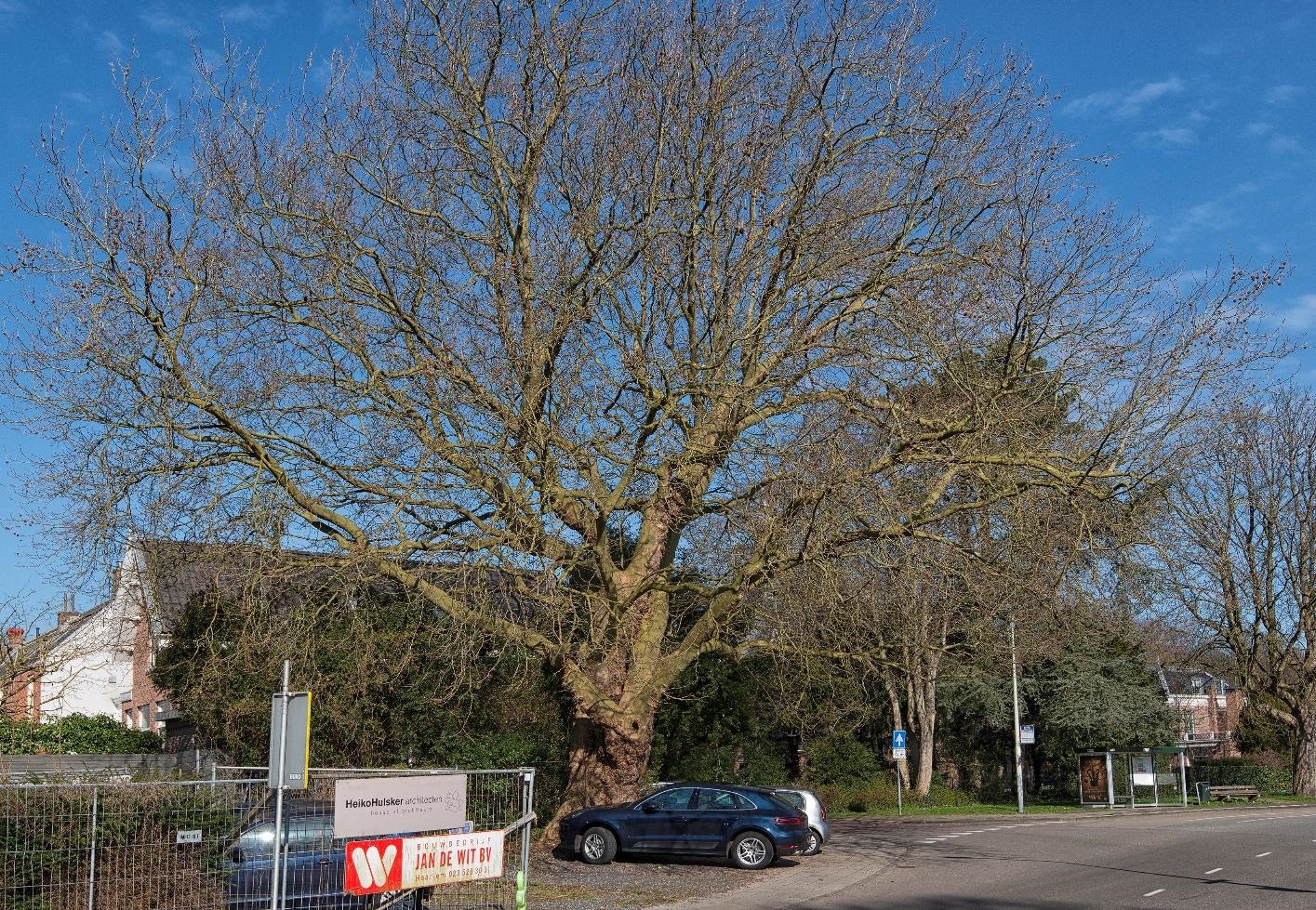 Plataan De Reus van Bloemendaal
