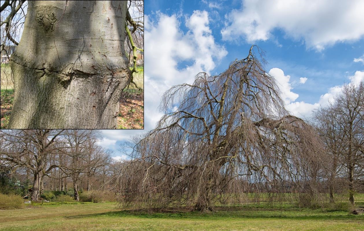 Treurbeuk in Park Brederode