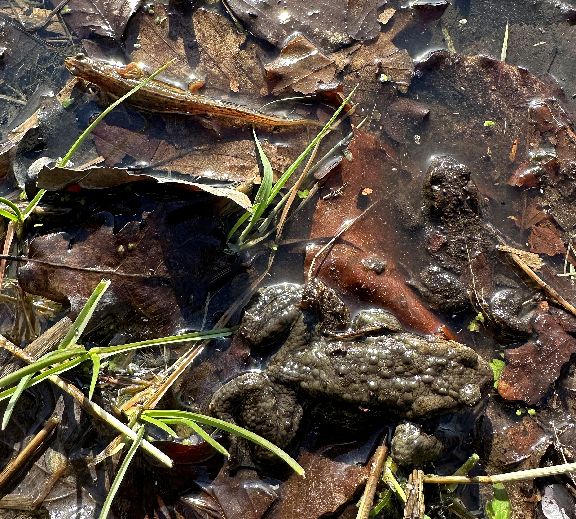 Amfibie en kikkerdril tussen bladeren en gras in een plas water.
