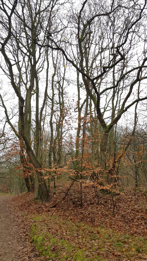 Bosrijk pad met kale bomen en bruin blad in de herfst.