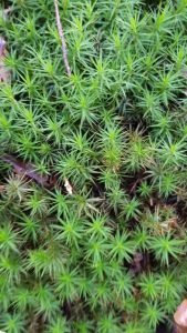 Groen mos met fijne, stekelige bladeren in een dicht patroon op de bosgrond.