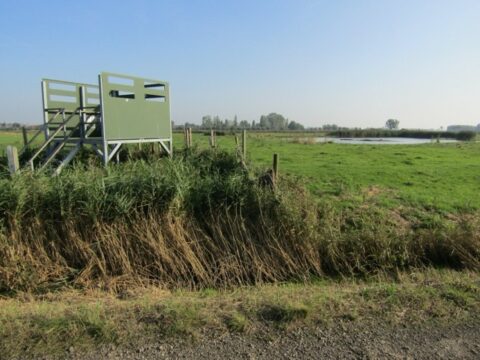 Een uitkijkplatform in een grasrijk landschap met een vijver en bomen op de achtergrond.