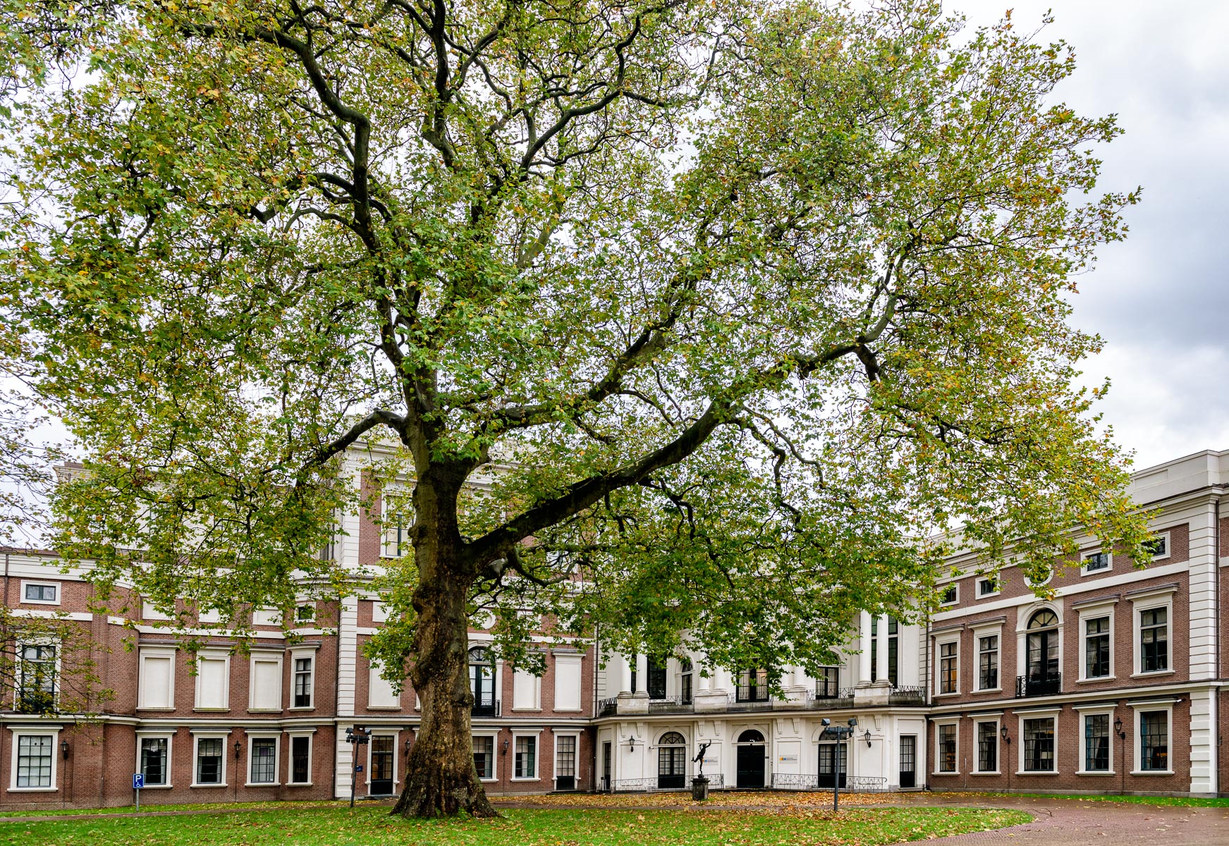 Grote boom voor een klassiek herenhuis met bakstenen en witte details.