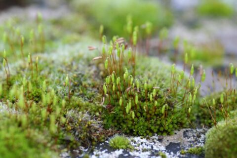 Close-up van groen mos met sporendragers op een rotsachtige ondergrond.