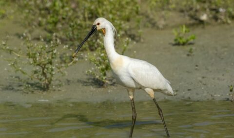 Witte lepelaar wadend in ondiep water, omringd door groene begroeiing.