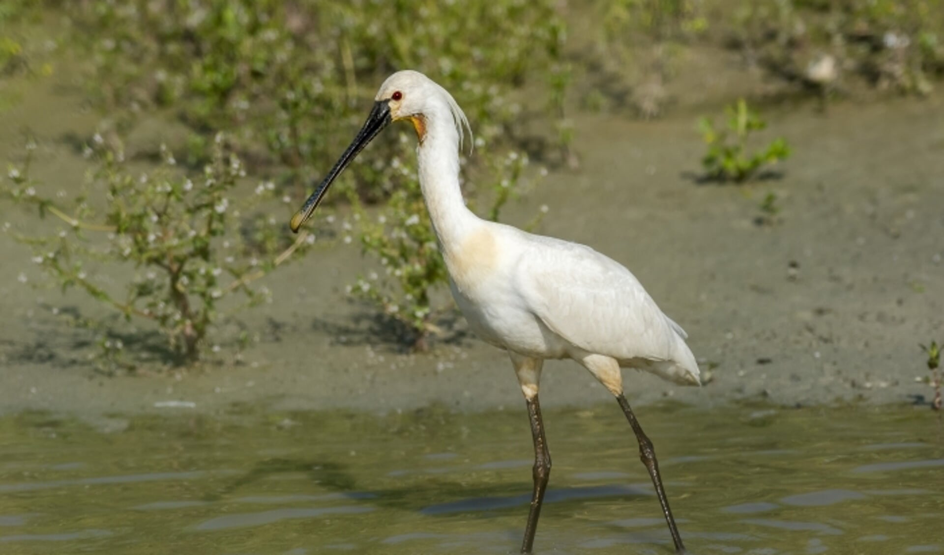 Witte lepelaar wadend in ondiep water, omringd door groene begroeiing.