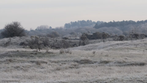Frostige duinlandschap met heuvels en bomen onder een bewolkte, grijze hemel.