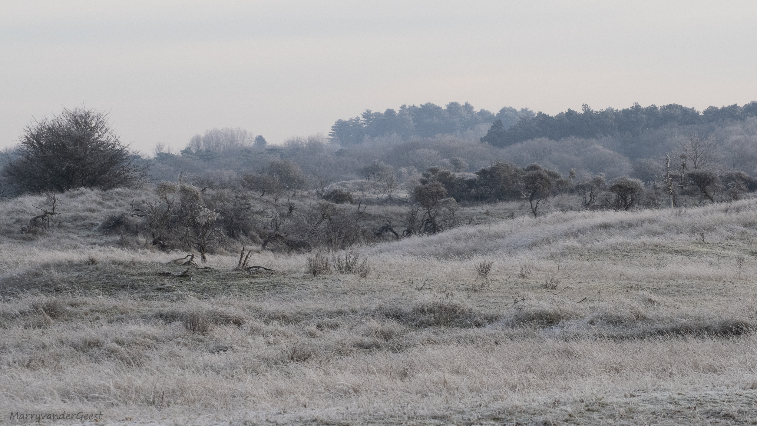 Frostige duinlandschap met heuvels en bomen onder een bewolkte, grijze hemel.