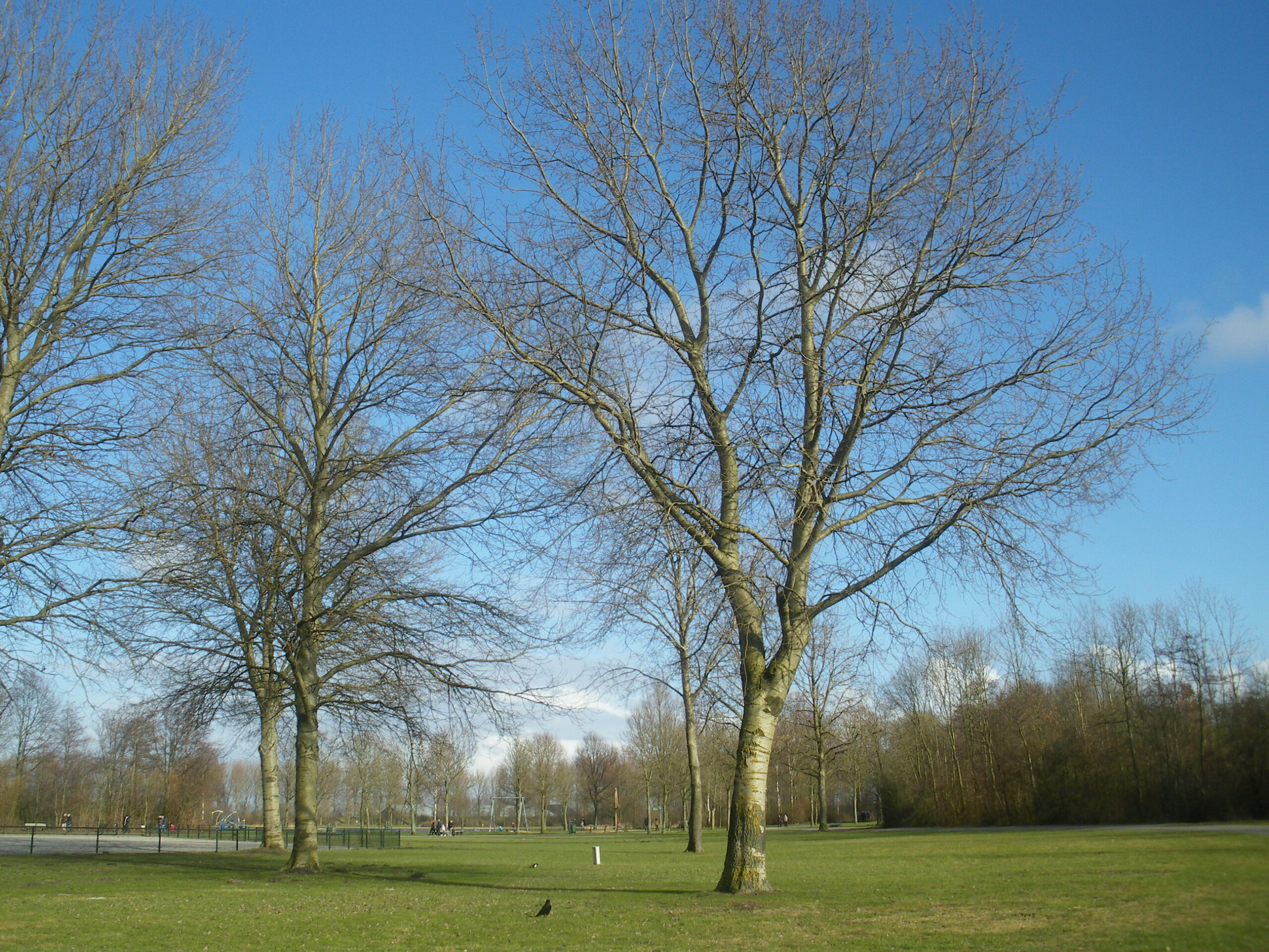 Kale bomen op grasveld onder een heldere blauwe lucht.