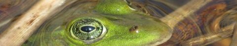 foto van een kikkerkop met oog