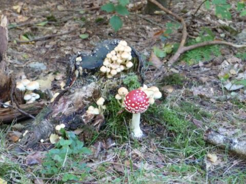 Rode paddenstoel met witte stippen naast een boomstronk bedekt met kleine paddenstoelen in bosrijke omgeving.