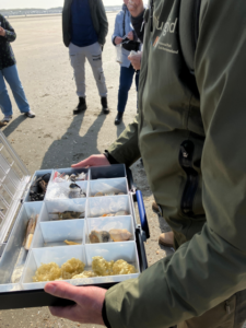 Persoon met in de handen een bak met schelpen