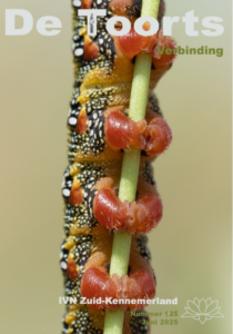 Voorzijde van Toorts 125, met een rups aan een stengel