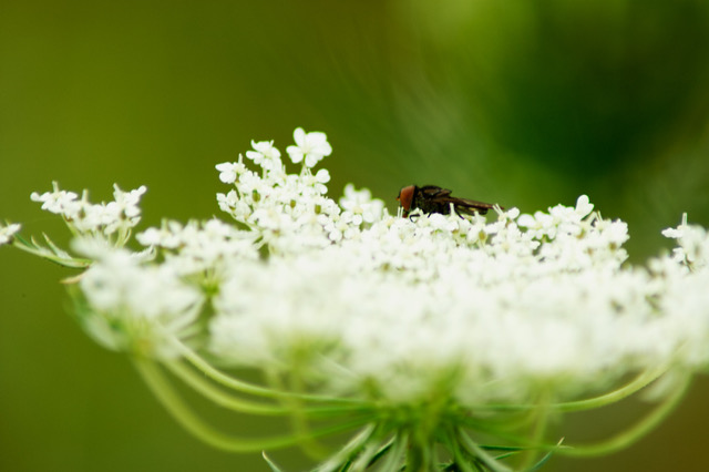 Schermbloem waar een insect uit zit te eten