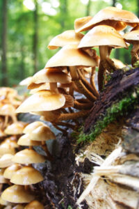 Paddestoelen, die via hun mycelium andere organismen verbinden