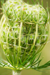 Zaden, die klaar hangen om les te laten van de plant om zich door de wind te laten verspreiden