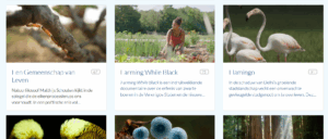 Screenshot met 6 thumbnails van films die draaien op het WFFR