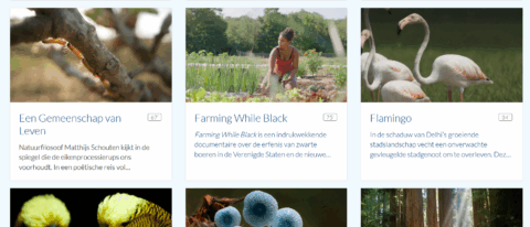 Drie afbeeldingen: processierups, tuinierende vrouw, flamingo's in grasland.