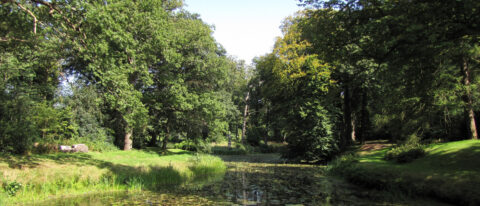Bosrijke omgeving met vijver begroeid met waterplanten, omgeven door weelderige groene bomen.