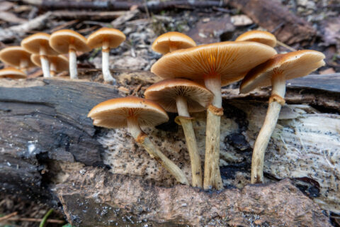 Bruine paddenstoelen groeien op een stuk rottend hout in een bosrijke omgeving.