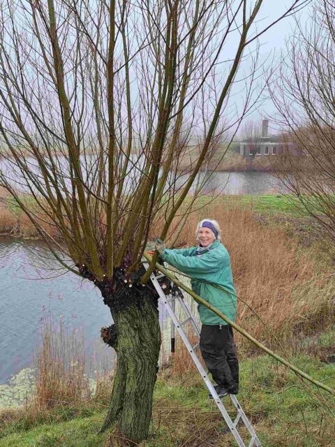 Persoon snoeit wilg op ladder bij water met nevelige achtergrond.
