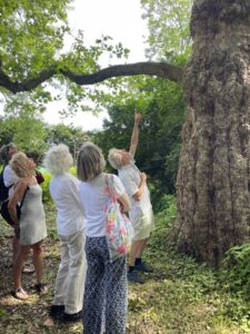 Jaap Jan en deelnemers bij de plataan.