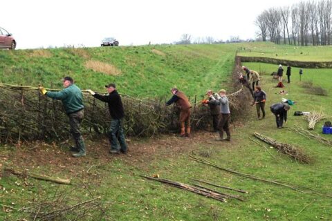 Mensen vlechten een haag van takken op een heuvelachtige grasvlakte.