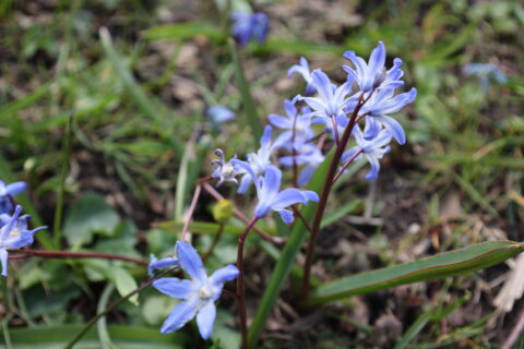 Blauwe bloemen in volle bloei te midden van groene bladeren en gras.