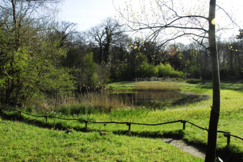 Groene oever en bomen rond een rustige vijver onder een zonnige, blauwe lucht.