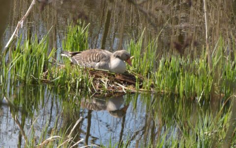Gans rust op een nest in het gras, weerspiegeld in het water eronder.