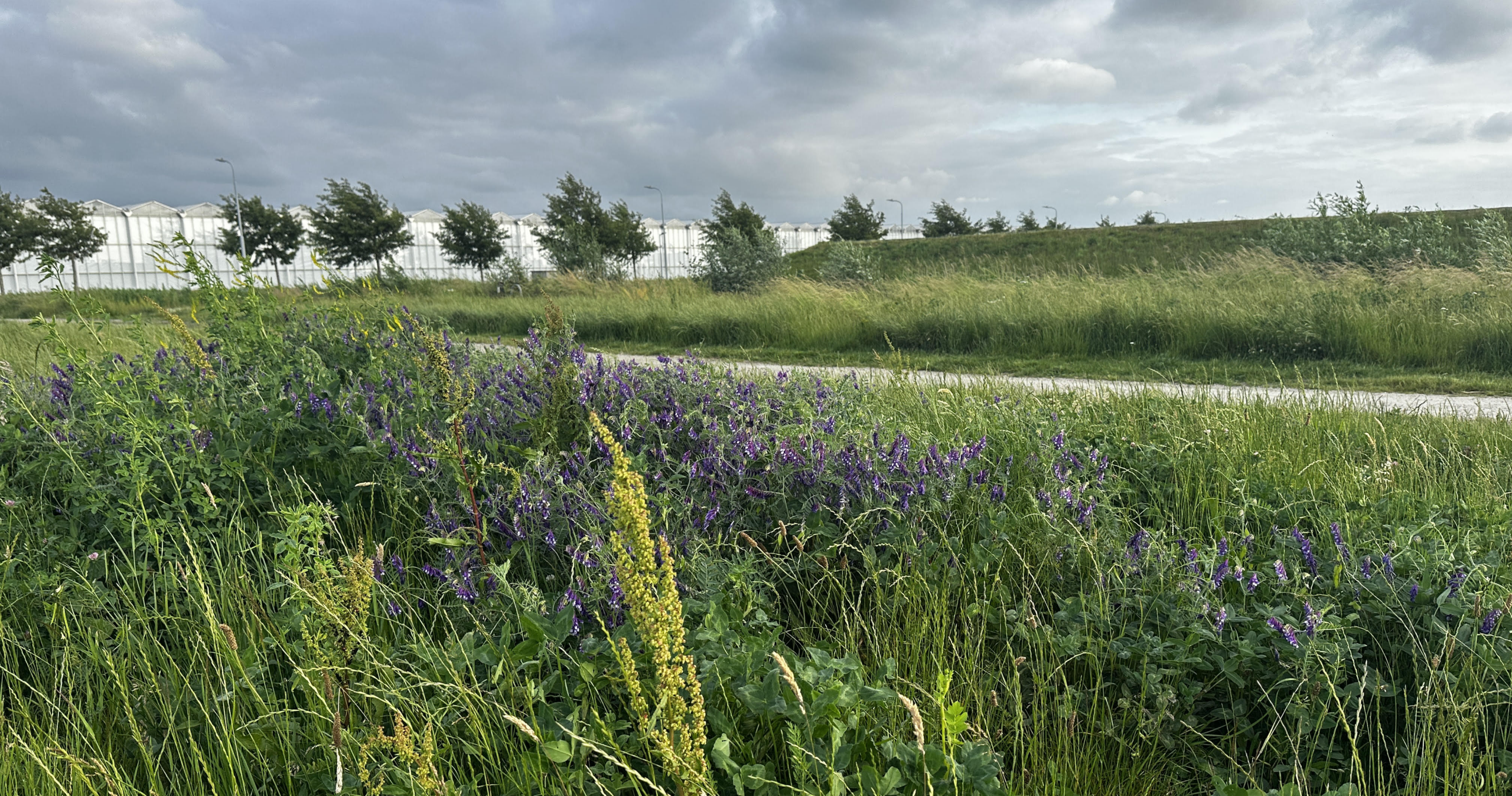 Bloemen en gras langs een pad met bomen en kassen op de achtergrond onder een bewolkte hemel.