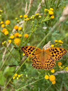 Oranje vlinder met zwarte stippen op gele bloemen en groene achtergrond.