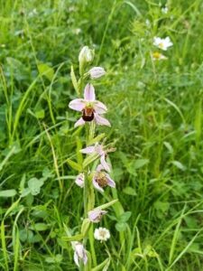Bijenorchis, een orchidee met witte bloemen