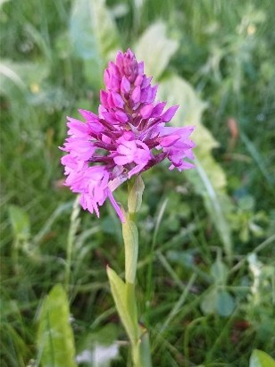 Paarse orchidee in grasland.