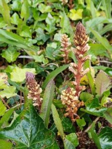 Foto van de parasiet Bremraap op de klimop-plant