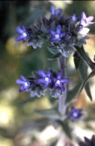 De Ossentong met enkele donkerpaarse bloemen