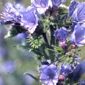 Slangenkruid met grote lichtpaarse bloemen