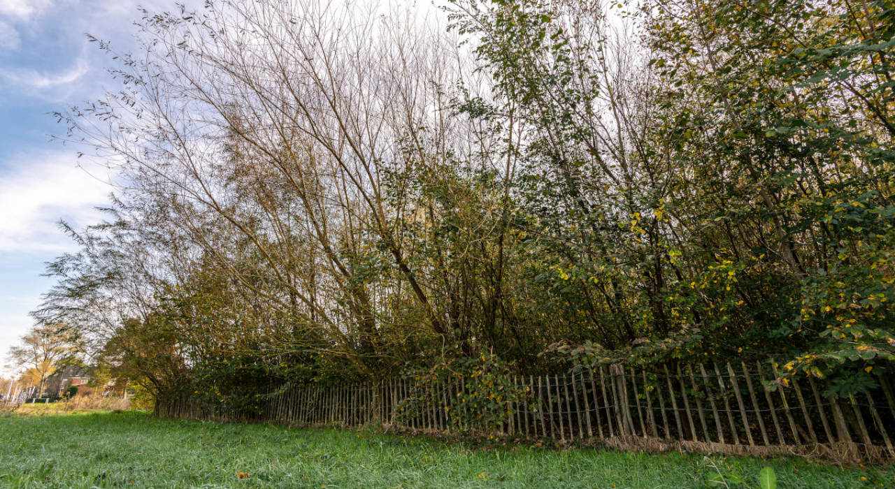 Tiny Forest Jaarverslag 2020: Klein bos, groot avontuur