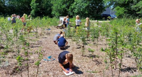 De opmars van Tiny Forests