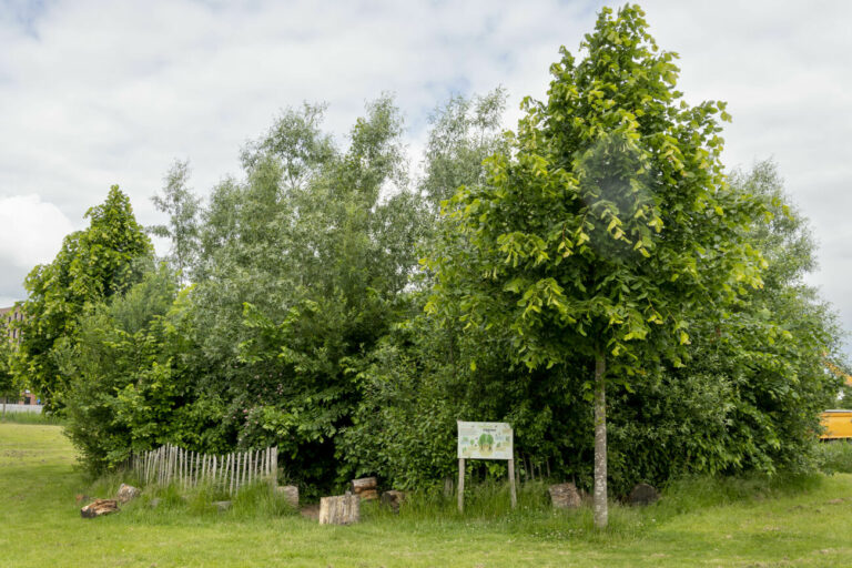Groene bomen en struiken met een bord en houten hek in een grasveld.