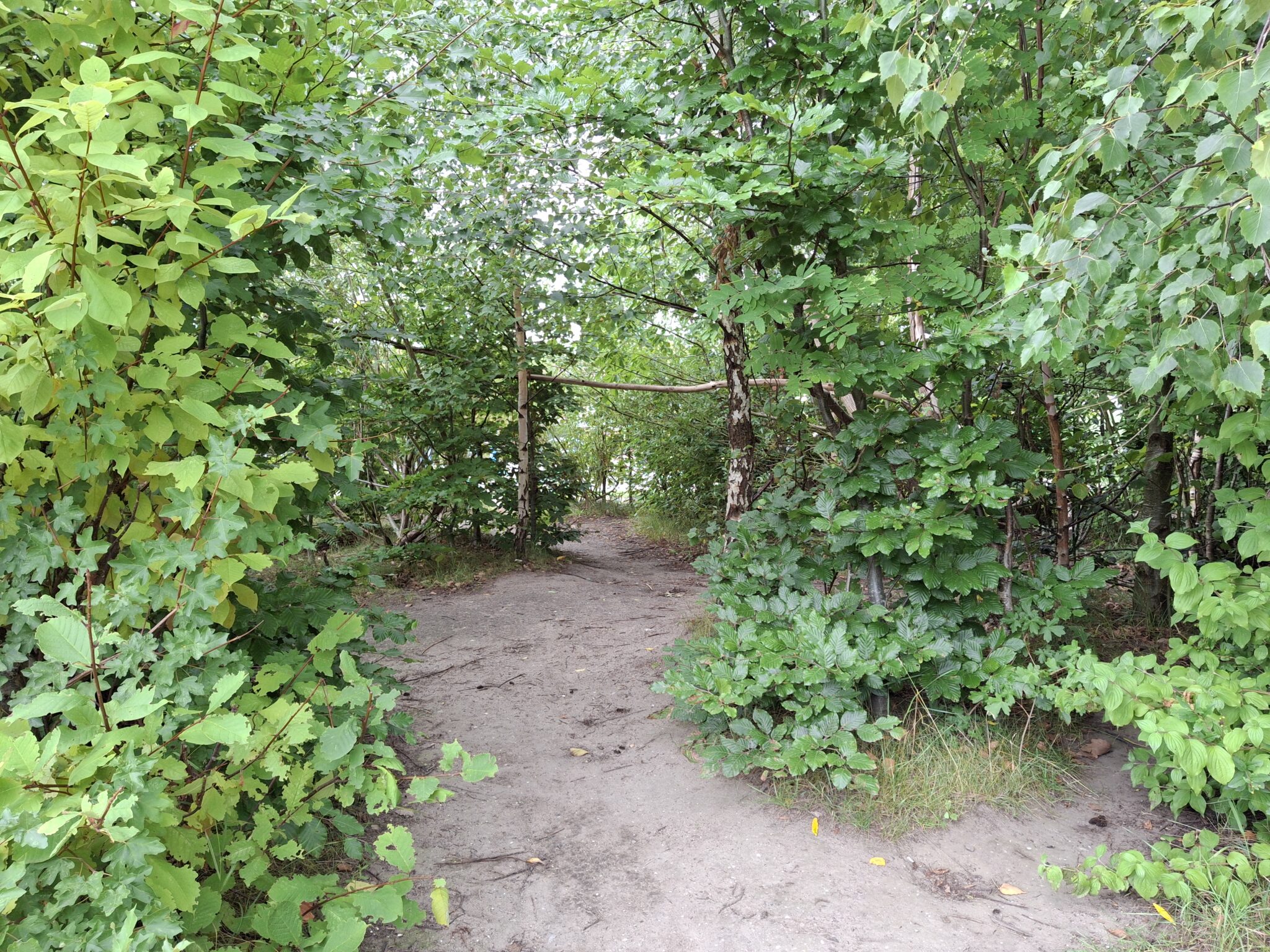 Zandpad door groen bos met dichte struiken en bomen.