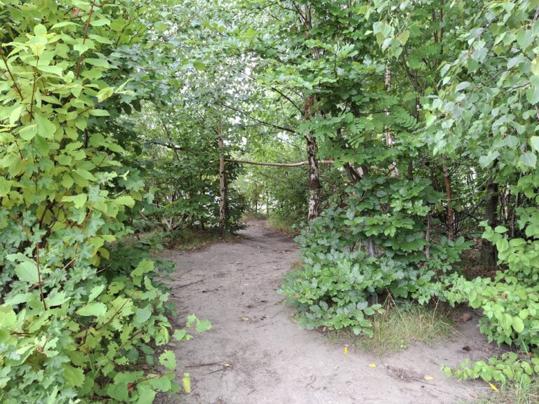 Zandpad door groen bos met dichte struiken en bomen.