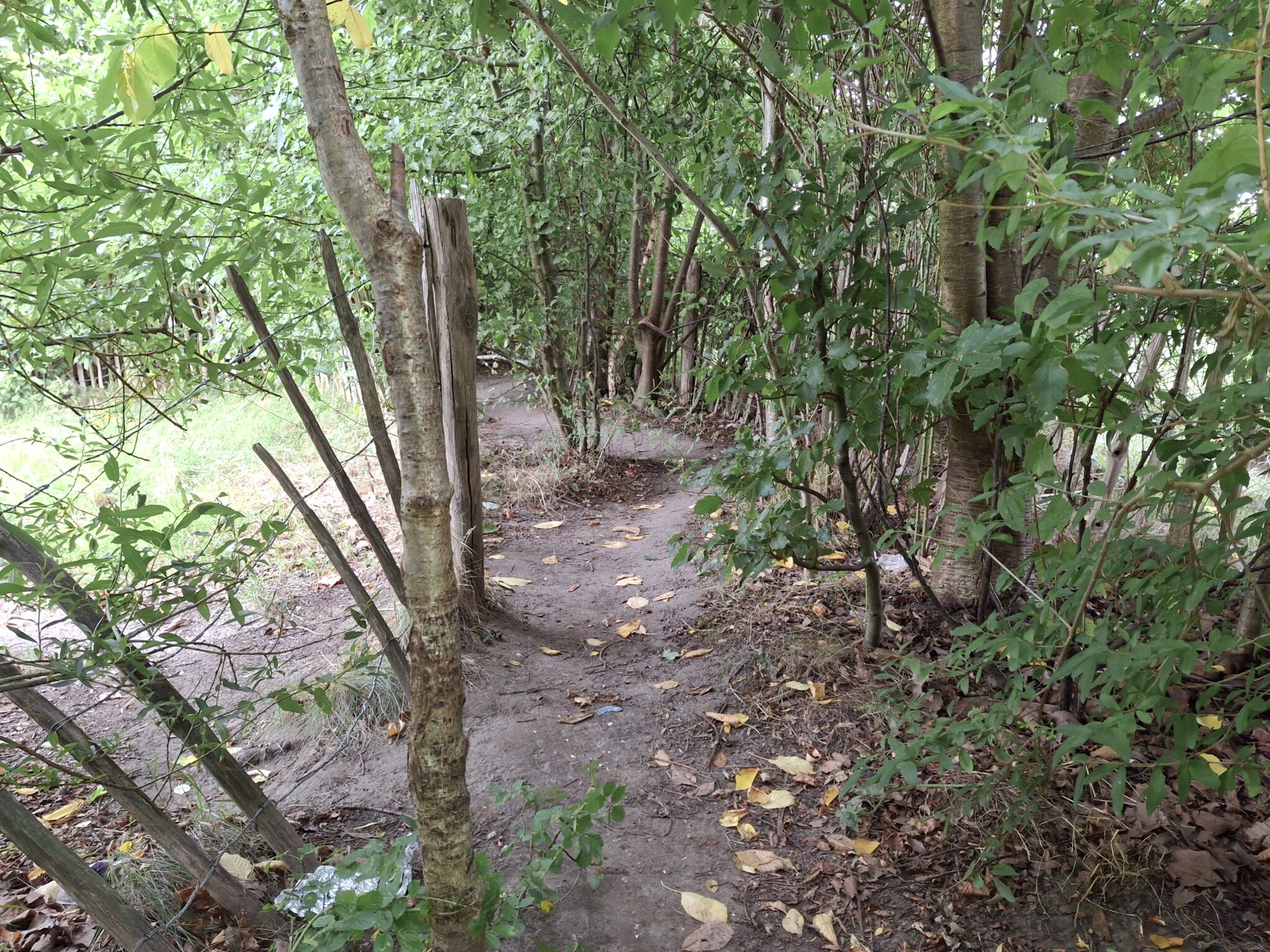 Een smal bospad omringd door dicht groen loof en een simpele houten omheining.