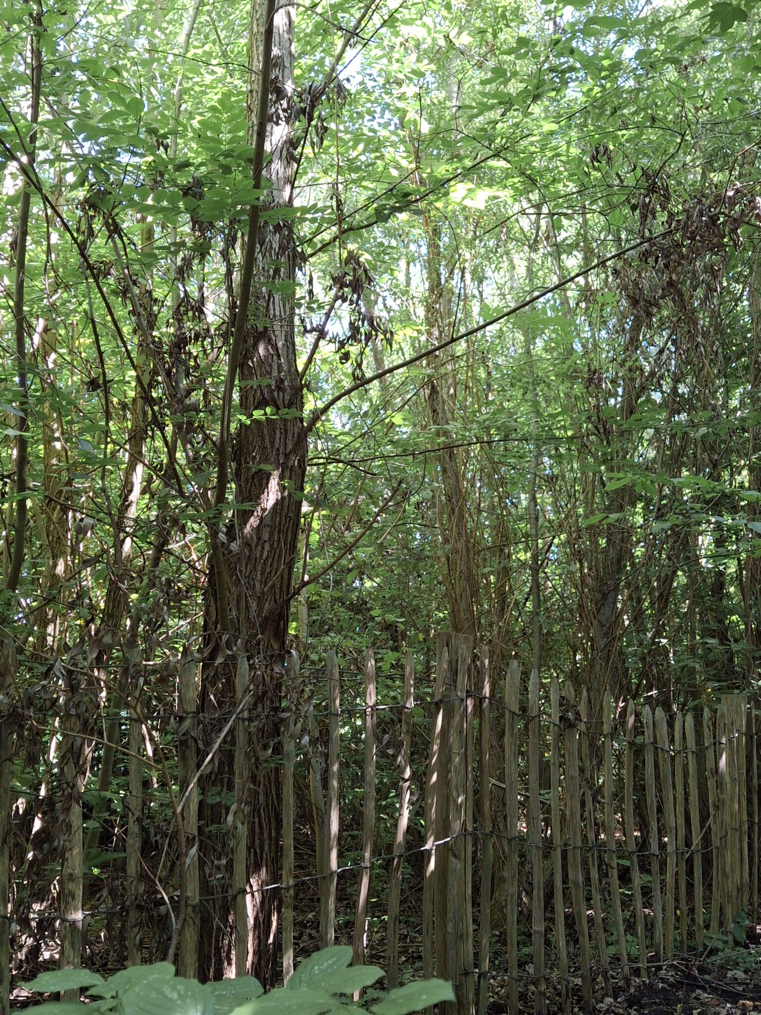 Houten hek omgeven door dichte, groene begroeiing in bosrijke omgeving.