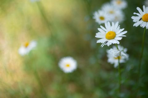 GGZ Drenthe geeft vorm aan Groene GGZ tijdens Wandelweek