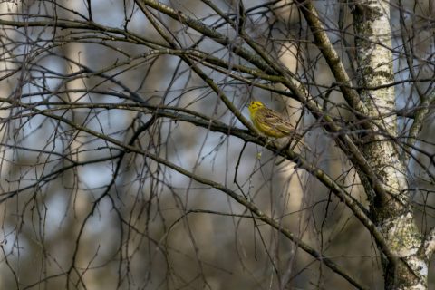 De Groene GGZ: breng de zorg naar de natuur