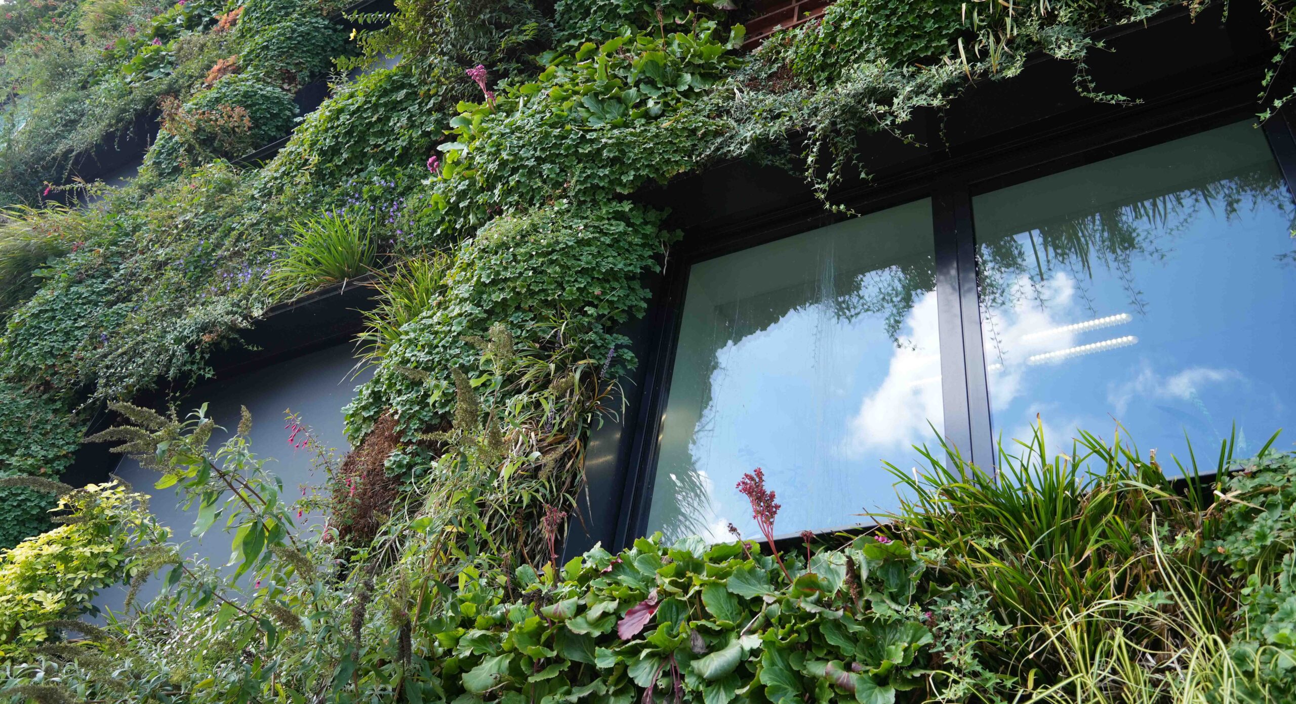 Groene gevel met dichte beplanting en grote ramen die een blauwe lucht weerspiegelen.