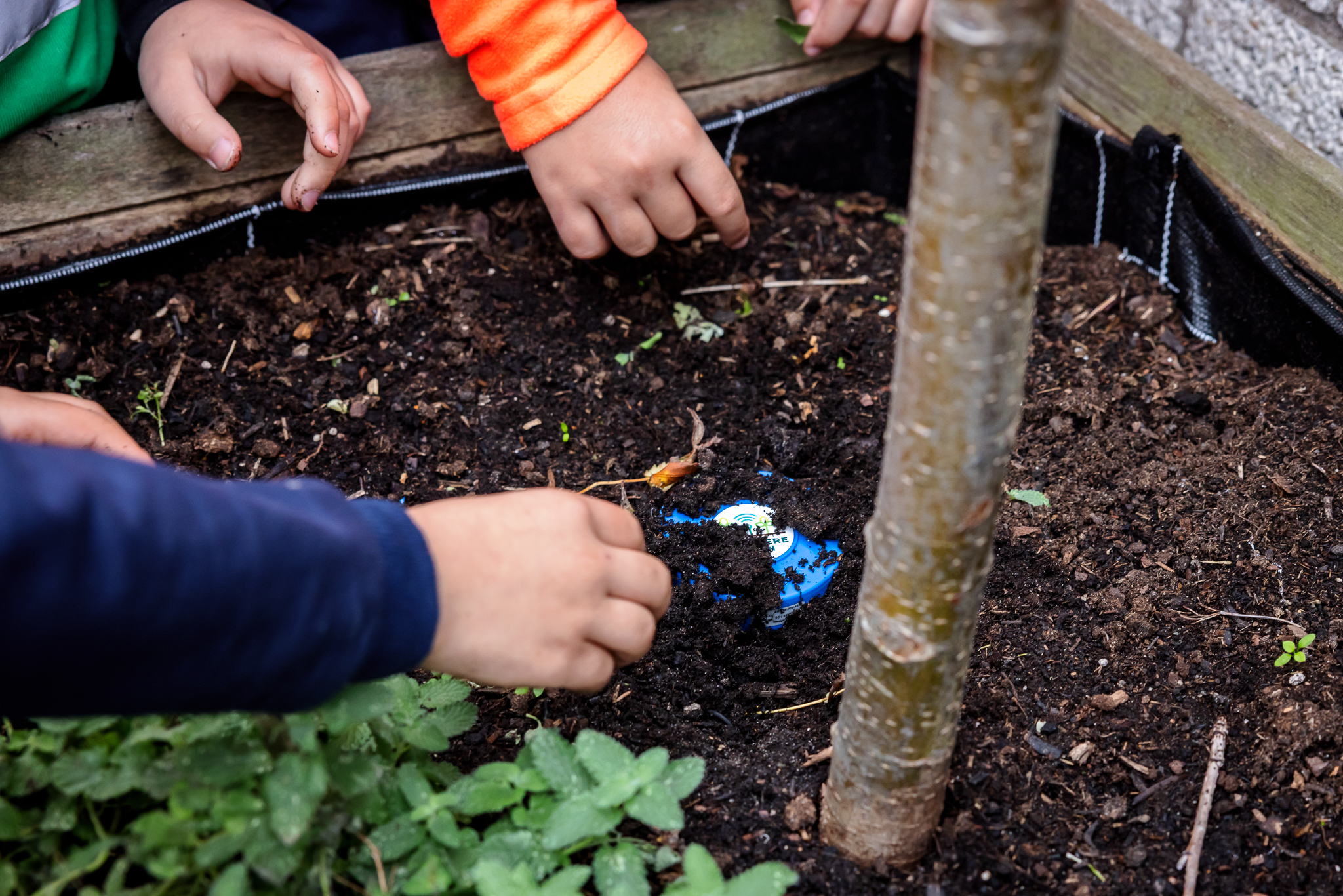 Kinderen planten iets in een tuinbed, omringd door aarde en planten.