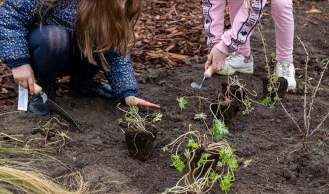 Twee kinderen planten jonge planten in de grond met handgereedschap.