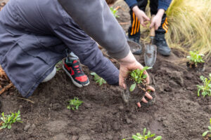 Twee kinderen planten jonge planten in de grond met handgereedschap.